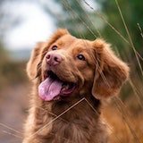 Dog image1