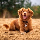 Dog image2