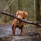 Dog image3